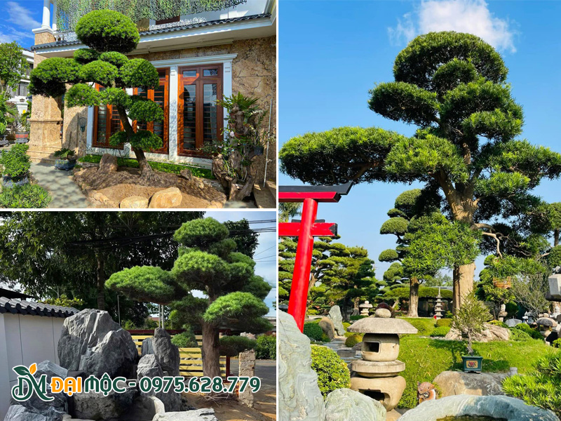 Trồng cây tùng la hán cổ thụ trong sân vườn, khuôn viên resort