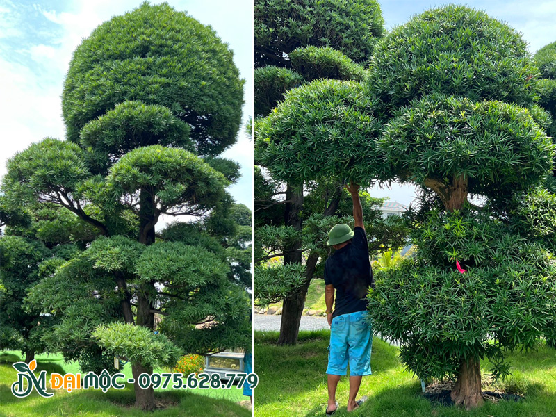 Chọn mua cây tùng la hán cổ thụ tại vườn dưỡng ủ