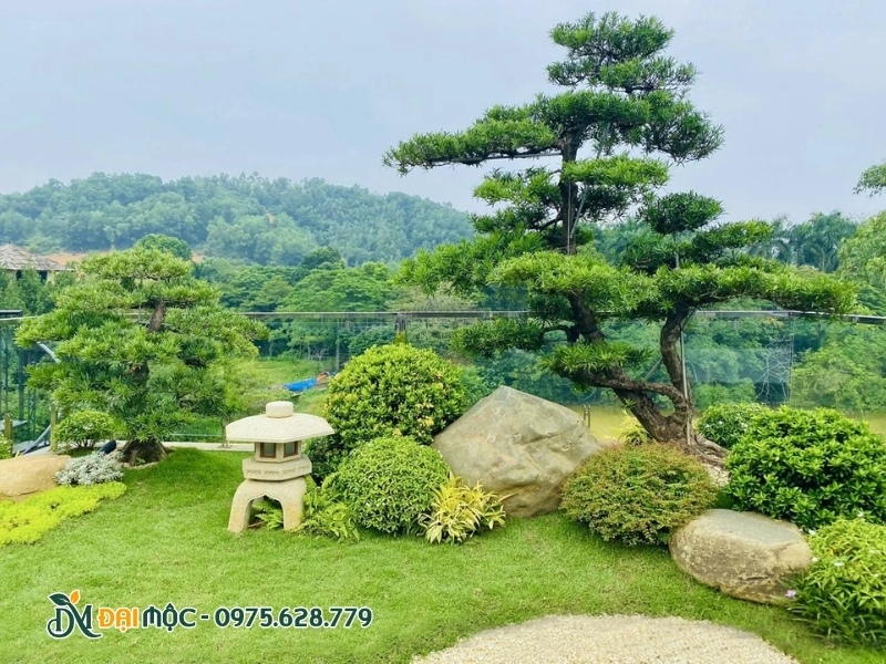 Bố trí cây xanh hài hòa trên sân thượng nhà