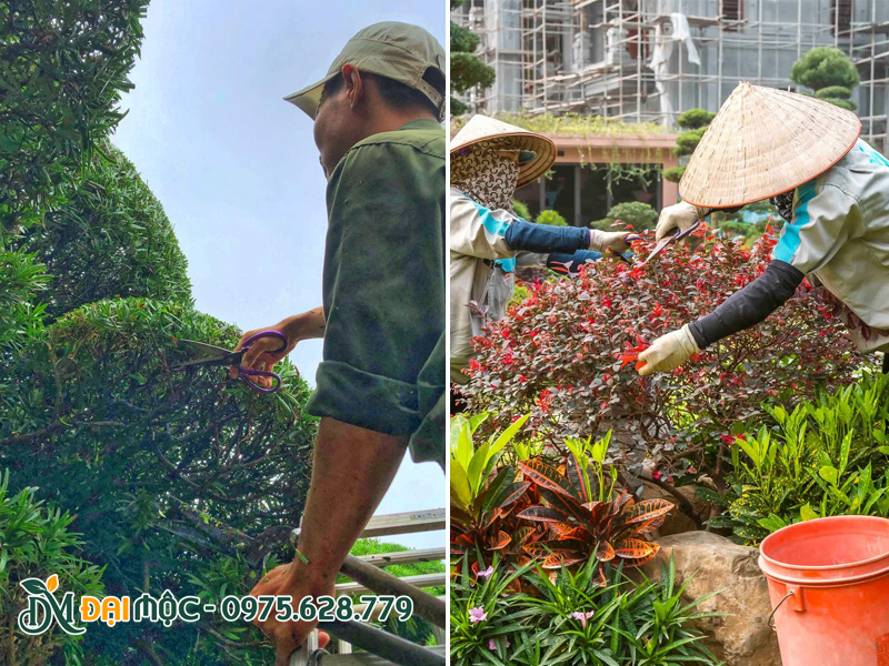 Công nhân đang tiến hành cắt tỉa, duy trì cảnh quan sân vườn định kỳ hàng tháng
