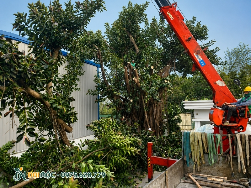 Cây đại thụ cỡ lớn được di dời