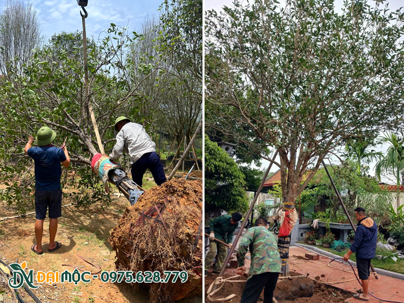 Hạ trồng cây mộc hương cổ thụ đường kính gốc 25cm trở lên