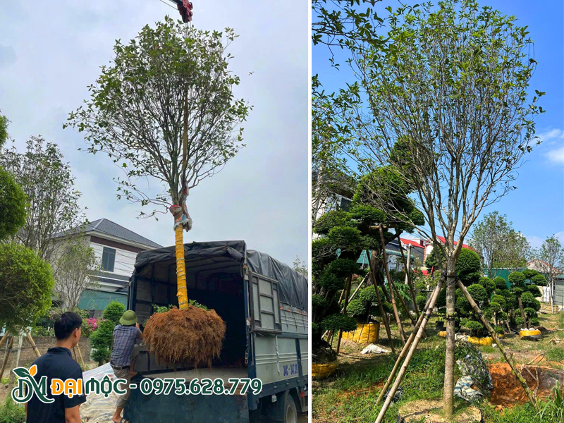 Dự án thi công trồng cây mộc hương cổ thụ tại Hải Phòng