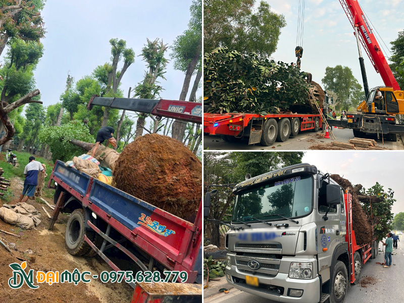 Cẩu hạ và vận chuyển cây xanh trồng sân vườn biệt thự