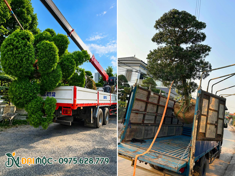 Cẩu đưa cây lên xe cẩu tự hành và xe tải thùng