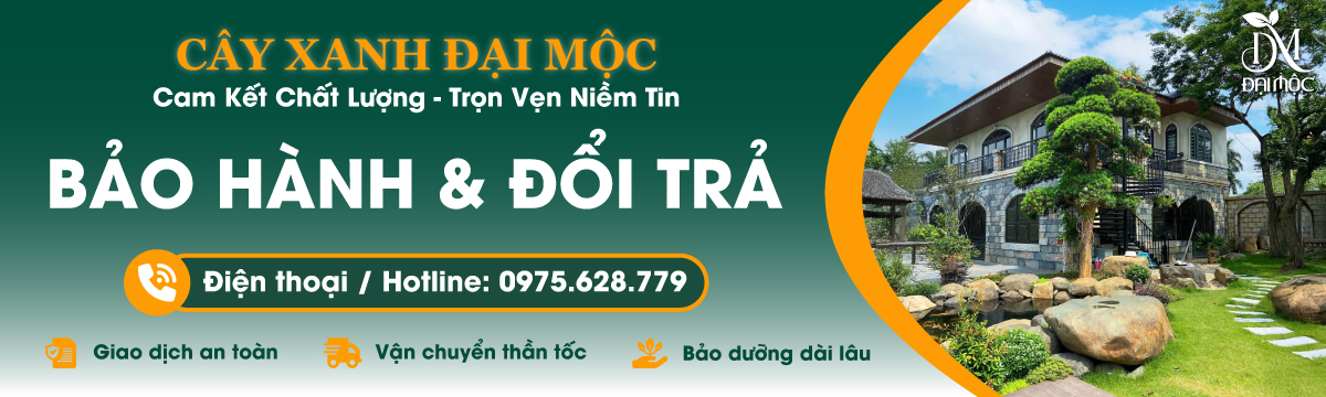 Chính sách bảo hành và đổi trả khi mua cây cổ thụ tại Đại Mộc