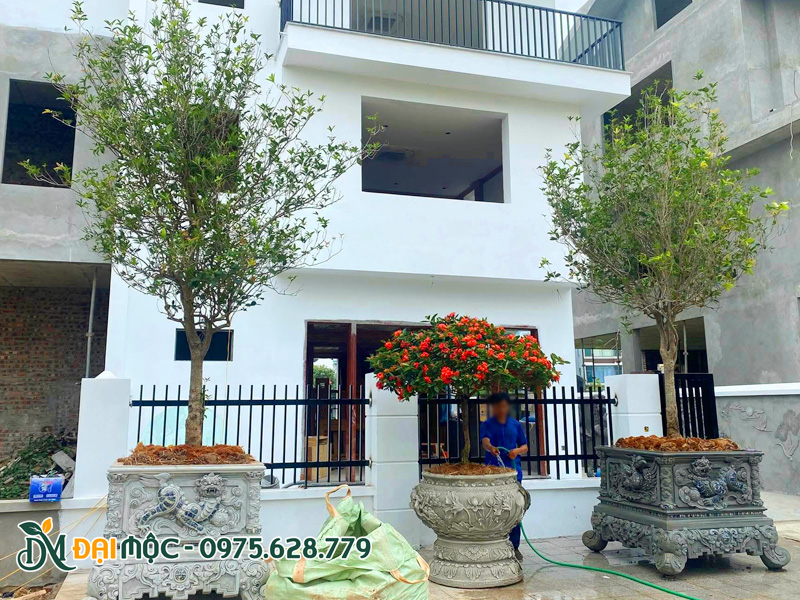Cặp cây mộc hương cổ thụ thoát thân cao 1m