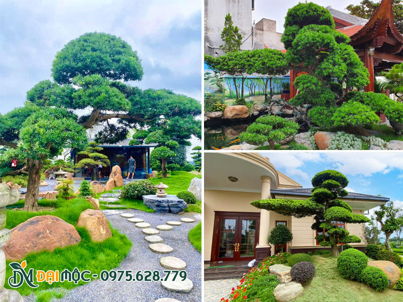 Cây tùng la hán cổ thụ bonsai dáng bay siêu nghệ thuật