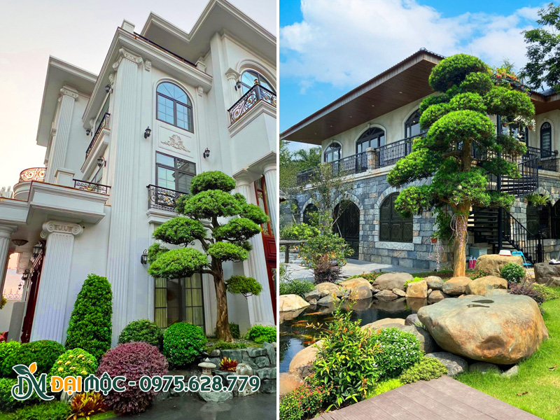 Không gian sang trọng và đẳng cấp hơn với cây cổ thụ trồng biệt thự dáng đẹp