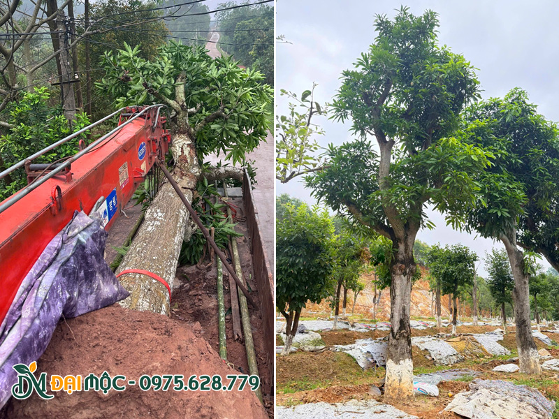 Cây xoài cổ thụ vanh thân hơn 35 - 40cm