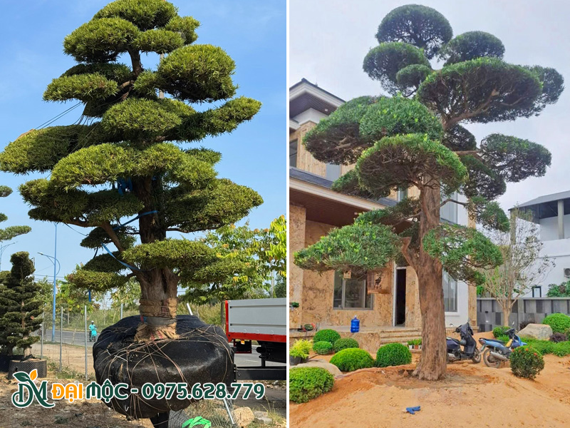 Cây tùng la hán cổ thụ dáng trực cao 5 - 6m trồng sân trước biệt thự