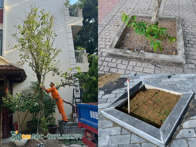 Hố trồng cây được đào vuông vức
