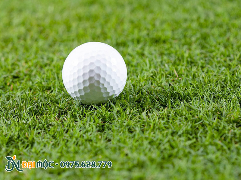 Thảm cỏ Bermuda trồng sân golf