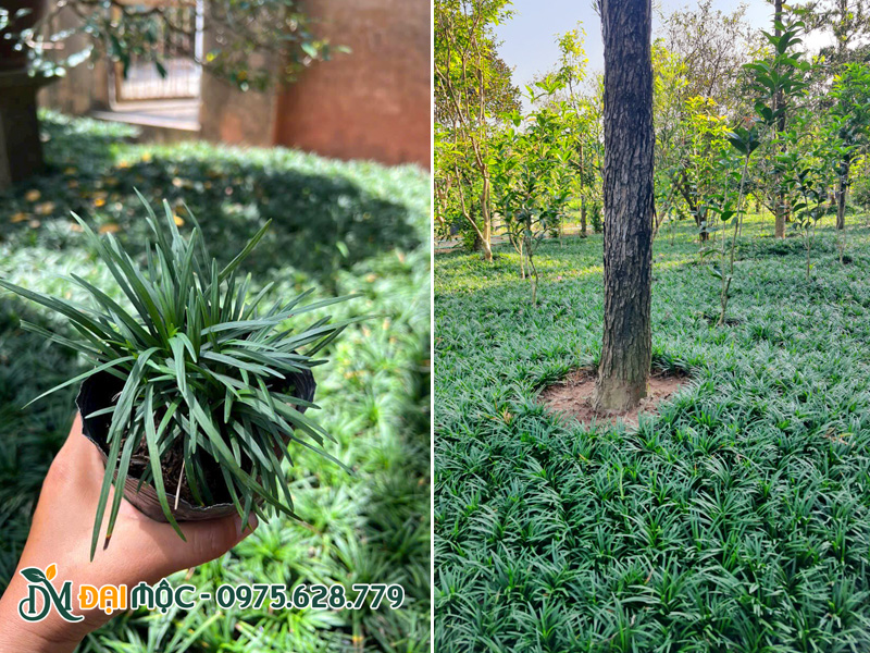 Cỏ gấu mỹ trồng sân vườn, cảnh quan
