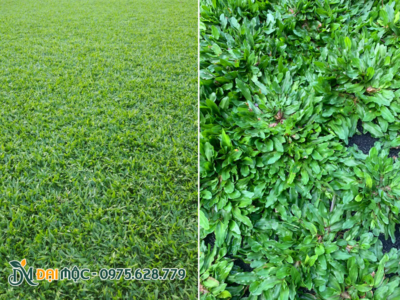 Thảm cỏ lá gừng trồng nền thảm công trình