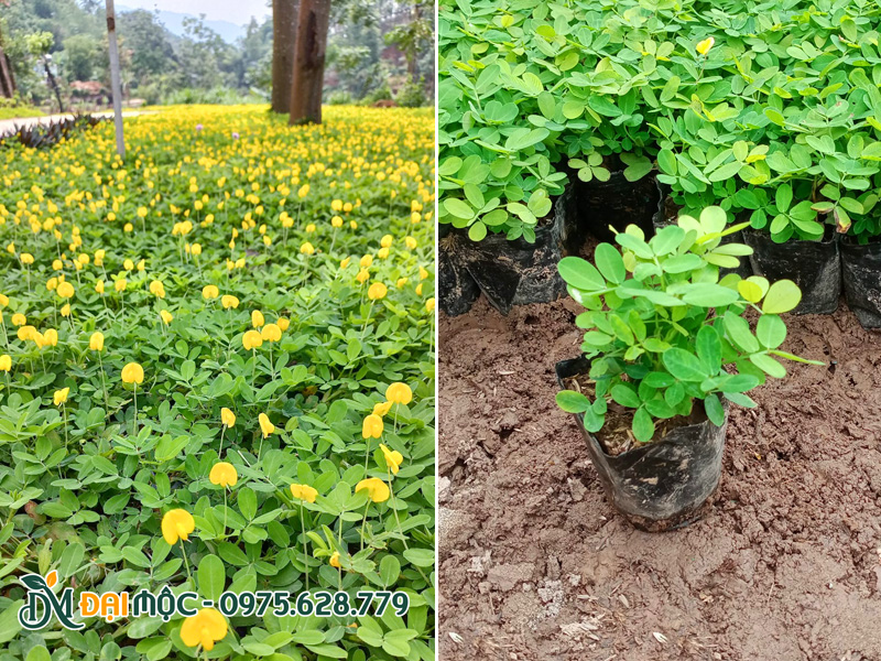 Thảm cỏ lạc tiên hoa vàng đẹp