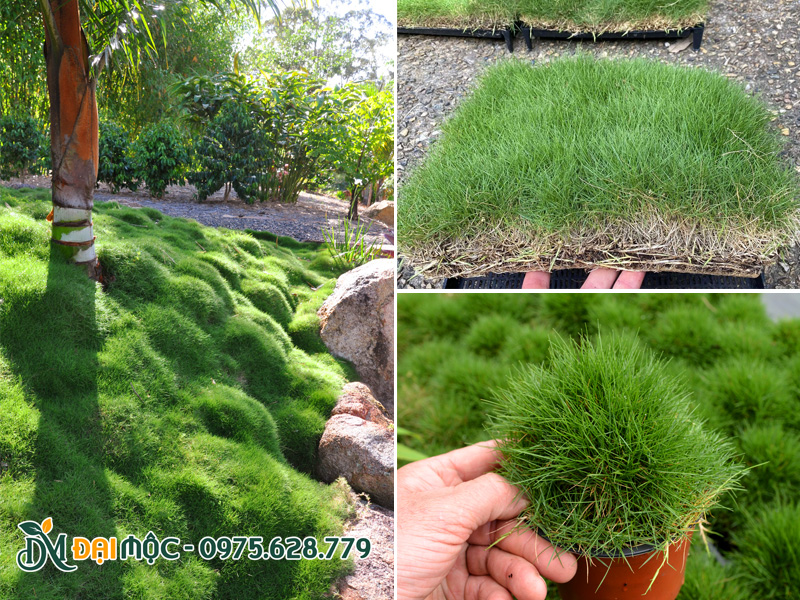 Cỏ lông heo trồng tạo mảng xanh cho tiểu cảnh sân vườn