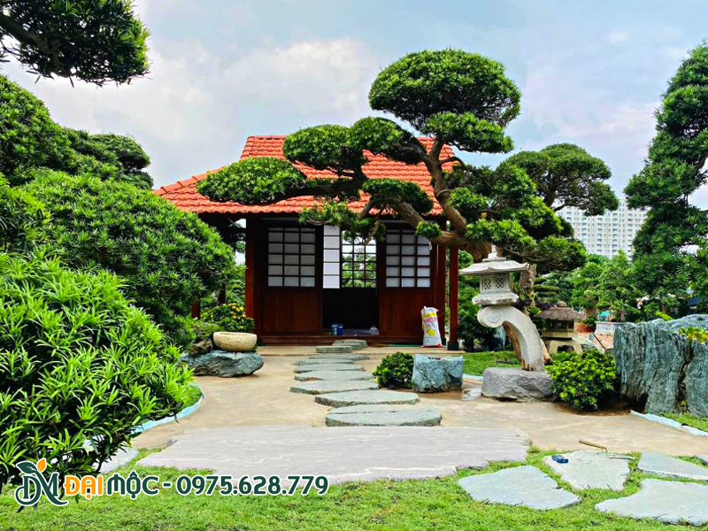 Những cây tùng la hán dáng huyền, dáng bay trồng trong sân vườn kiểu nhật
