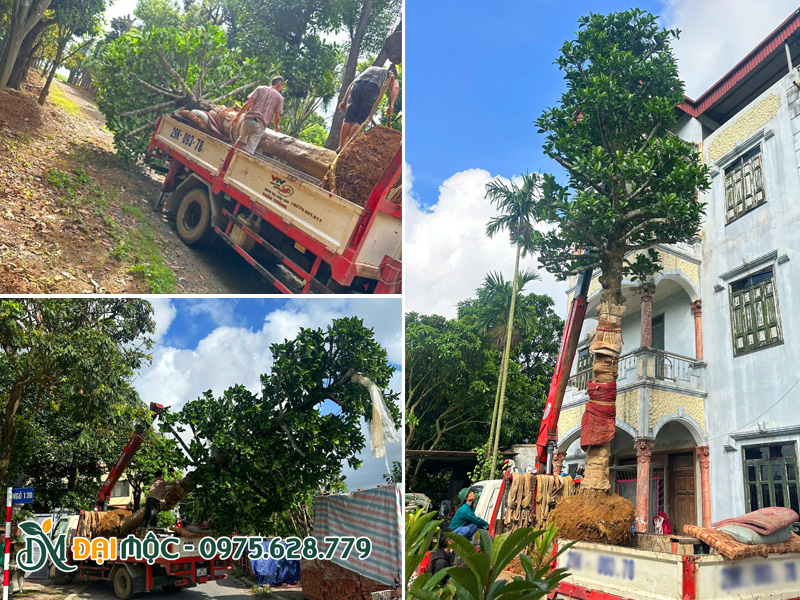 Thi công cây chay ruột đỏ cổ thụ lớn