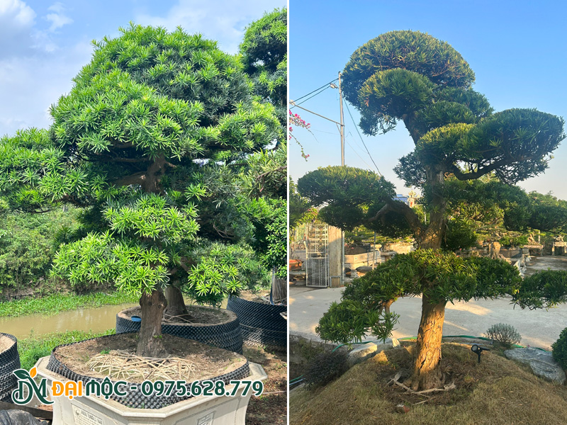 Vường dưỡng ủ số lượng lớn cây tùng la hán cổ thụ cao 3m