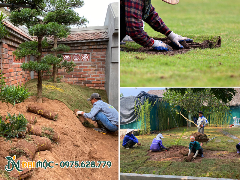 Hình ảnh công nhân Cây Xanh Đại Mộc thi công trồng cỏ tại các dự án quy mô lớn