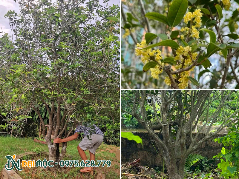 Cây mộc hương ta cổ thụ dăm cành nhiều