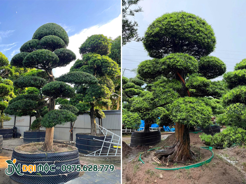 Cây la hán tùng cổ thụ đã sống hàng chục năm