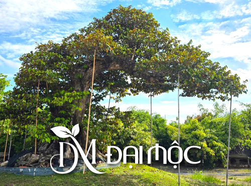 Một góc nhà vườn Đại Mộc