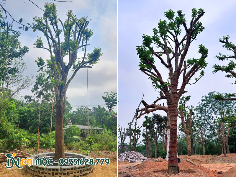 Dưỡng ủ cây cổ thụ trồng sân vườn cao 7 - 8m, đường kính gốc 35 - 40cm