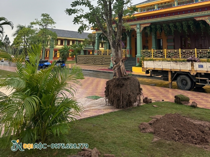 Hố trồng cây hòe cổ thụ đã được đào sẵn sàng