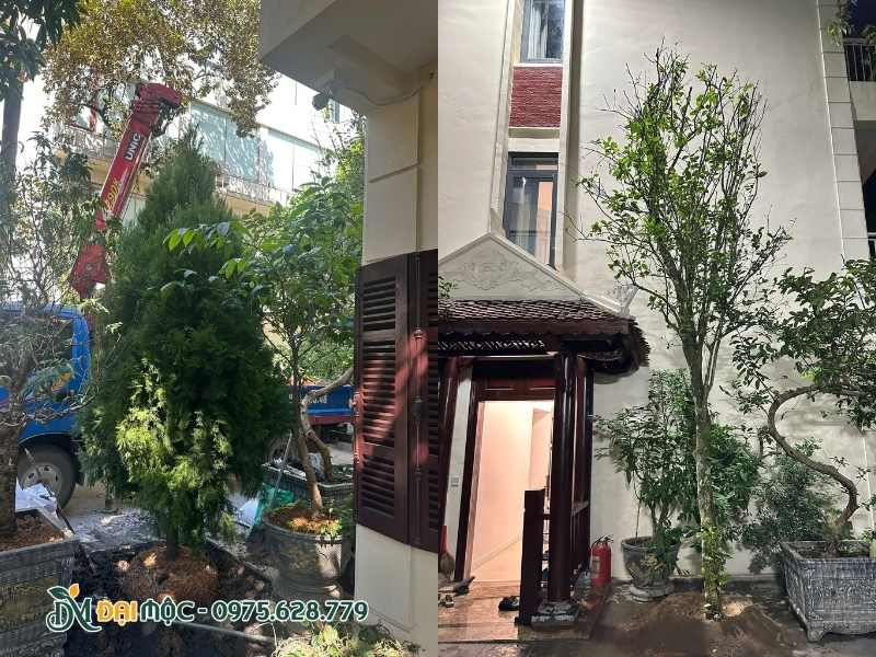 Đặt cây ngay ngắn và thẳng trong hố trồng