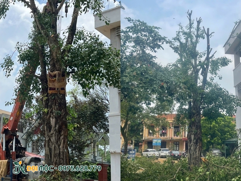 Cây bồ đề cổ thụ được trồng tại vị trí mới
