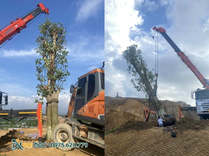 Dùng xe cẩu chuyên dụng để di dời cây cổ thụ