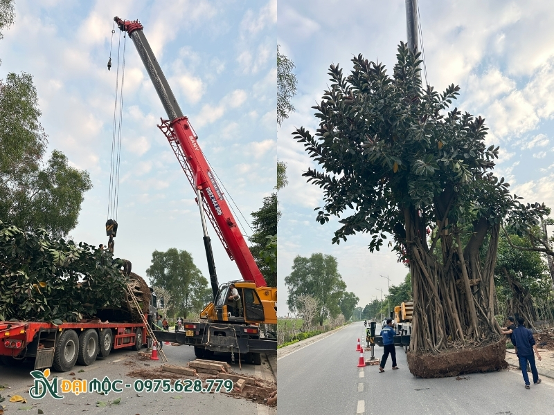 Dùng xe cẩu cỡ lớn để di dời cây đa cổ thụ