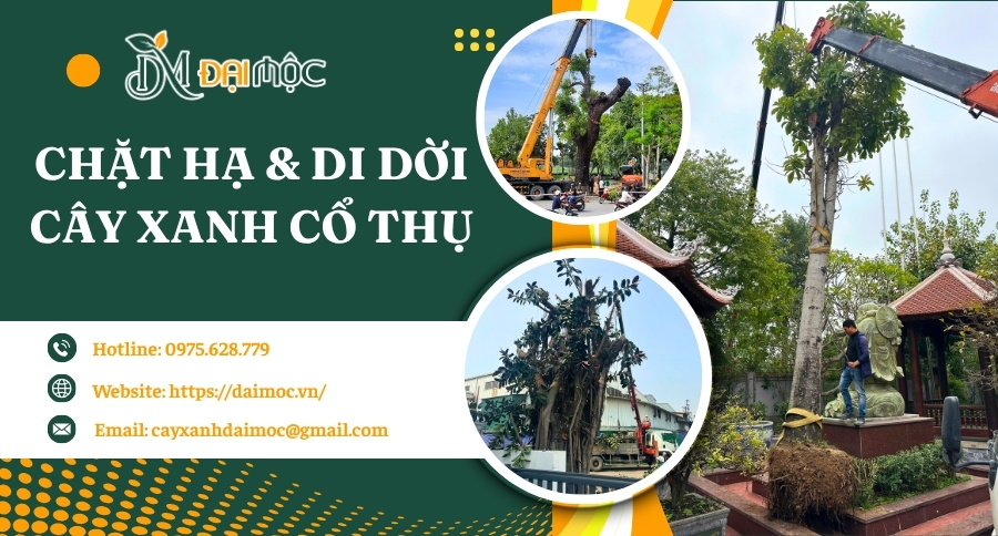 Dịch vụ chặt hạ và di dời cây xanh cổ thụ