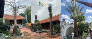 Thực hiện di dời cây sala cổ thụ và trồng cây chà là ăn quả cho nhà thờ