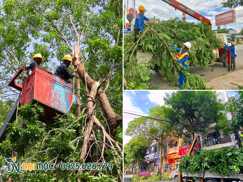 Công nhân đang tiến hành cắt tỉa cây xanh cổ thụ cho vỉa hè đường phố tại Hà Nội