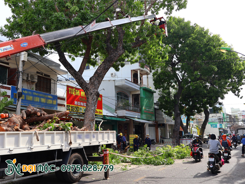 Cắt tỉa thu gọn cành lá cho cây xanh đô thị