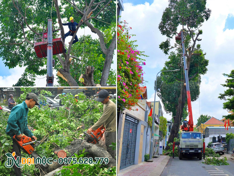 Cắt tỉa cây xanh cổ thụ, đại thụ bảo vệ hạ tầng trước mùa mưa bão