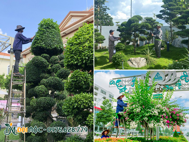 Cắt tỉa cây cảnh trong sân vườn, cảnh quan công trình