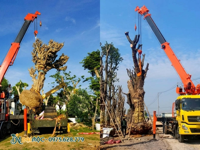 Di dời cây an toàn nhờ dùng xe chuyên dụng