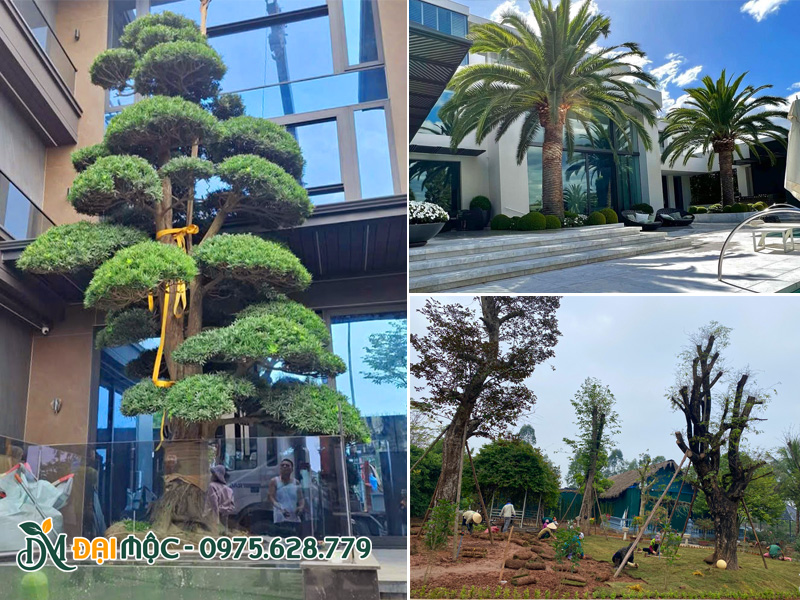 Dịch vụ thi công cảnh quan khách sạn, khu resort