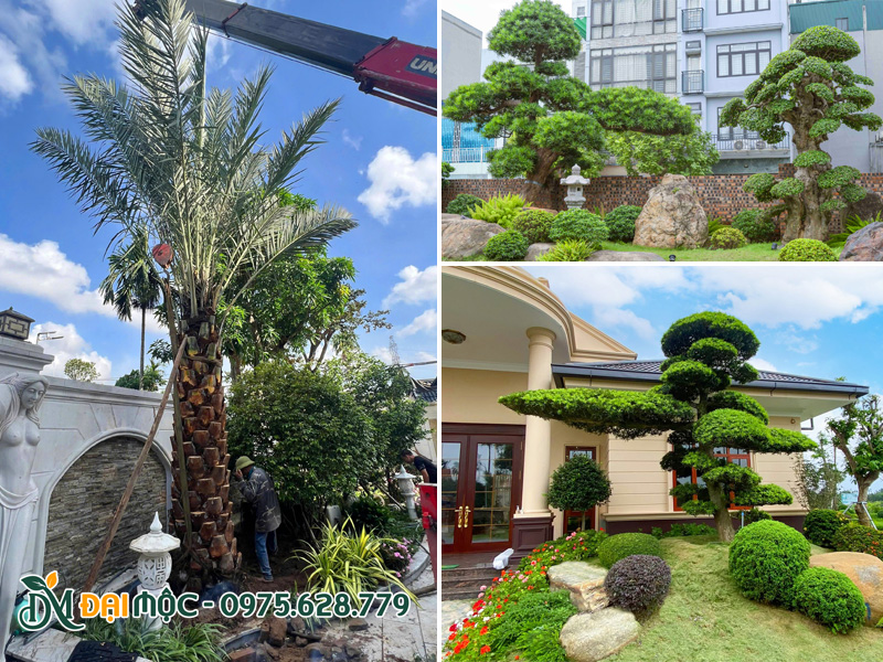 Thi công cảnh quan sân vườn biệt thự đẳng cấp