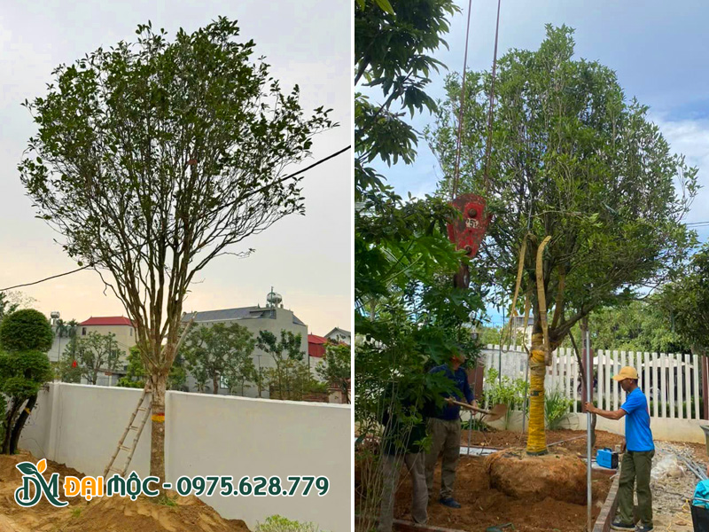 Thi công trồng cây hoa mộc hương cổ thụ trước biệt thự