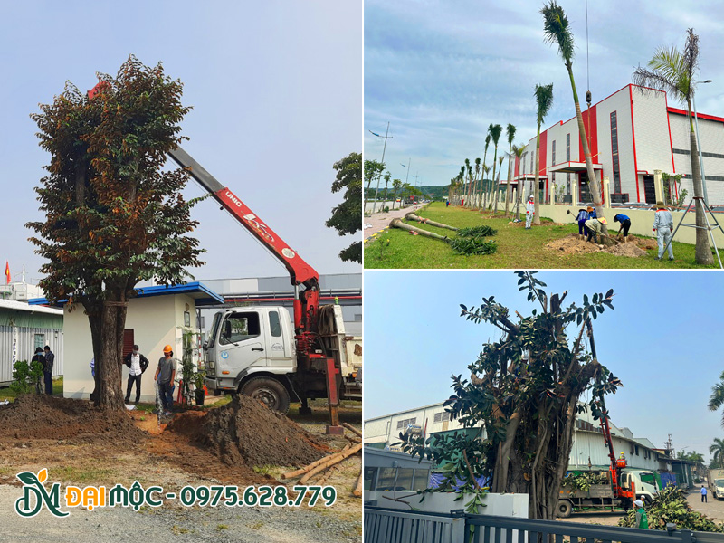 Quá trình thi công trồng cây xanh cổ thụ cho nhà máy