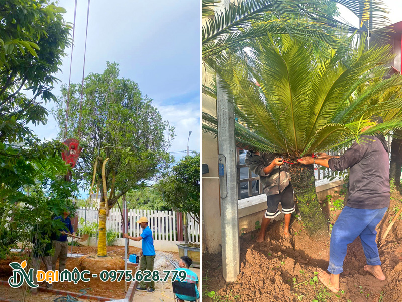 Công nhân Đại Mộc đang hạ trồng cây mộc hương ta và cây vạn tuế cổ thụ