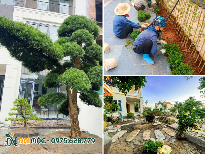 Các công nhân đang tiến hành trồng cây sân vườn gia đình theo thiết kế có sẵn