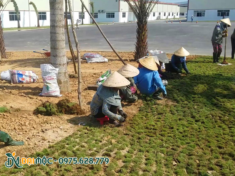 Dịch vụ trồng cỏ theo phương pháp xé miếng
