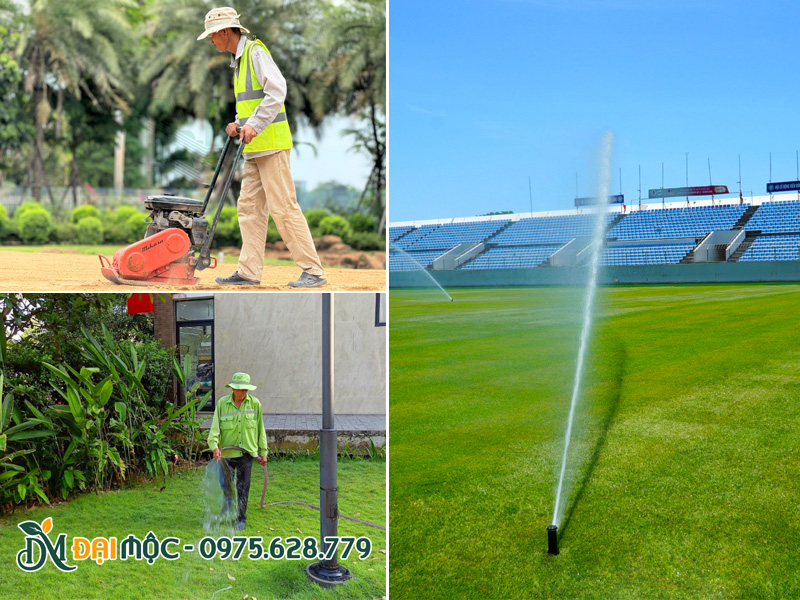 Cung cấp dịch vụ chăm sóc cỏ trồng nền thảm