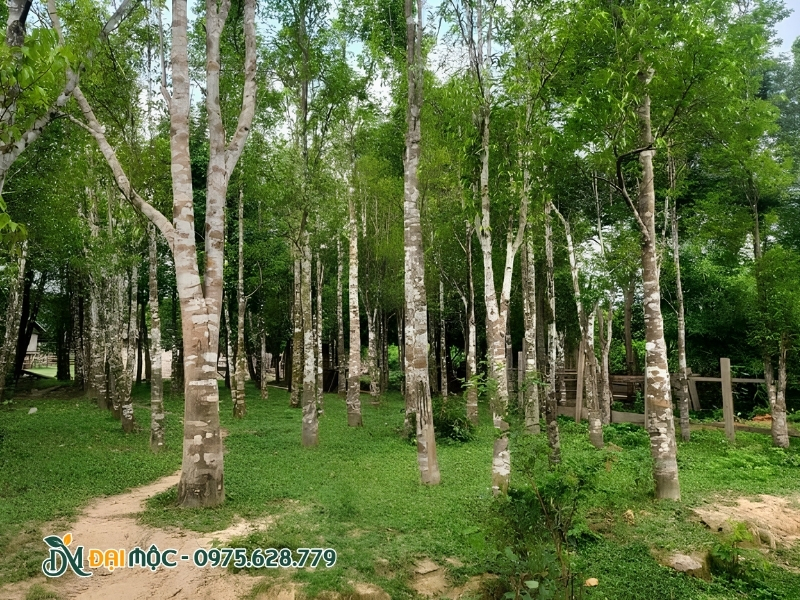 Cây dó bầu cổ thụ có dáng cao lớn